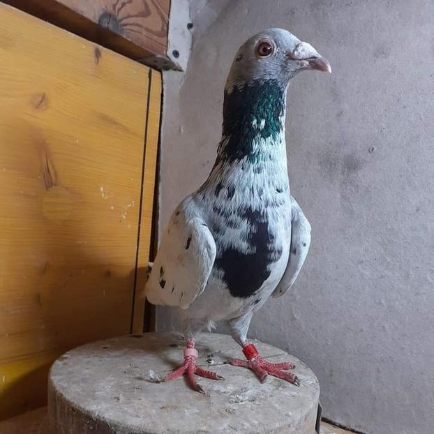  - Nu îmi aparțin 7