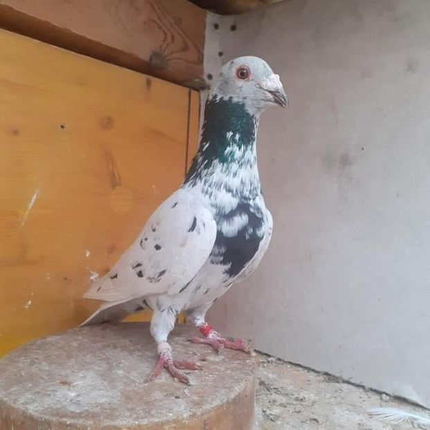  - Nu îmi aparțin 7