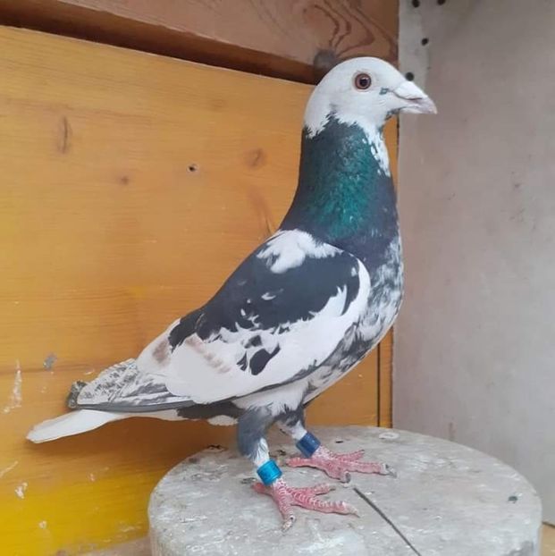  - Nu îmi aparțin 7