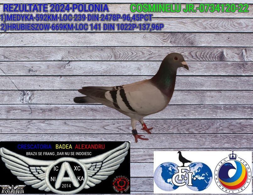 COSMINELU JR 0734120-22 - 2024-PORUMBEI REPREZENTATIVI