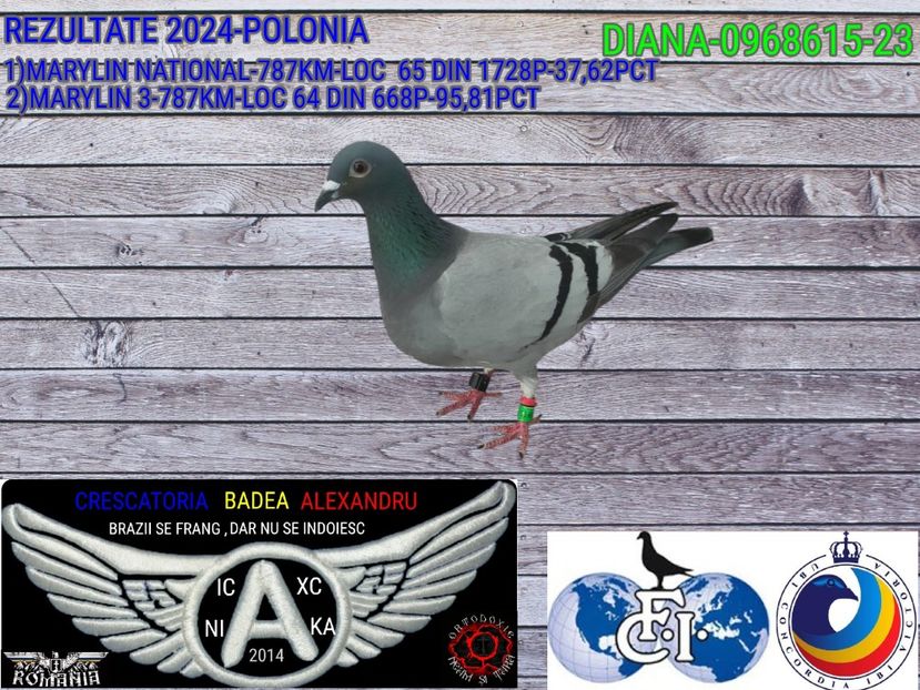 DIANA-0968615-23 - 2024-PORUMBEI REPREZENTATIVI