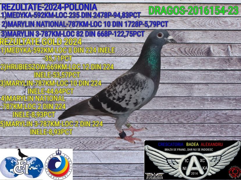 DRAGOS-2016154-23 - 2024-PORUMBEI REPREZENTATIVI