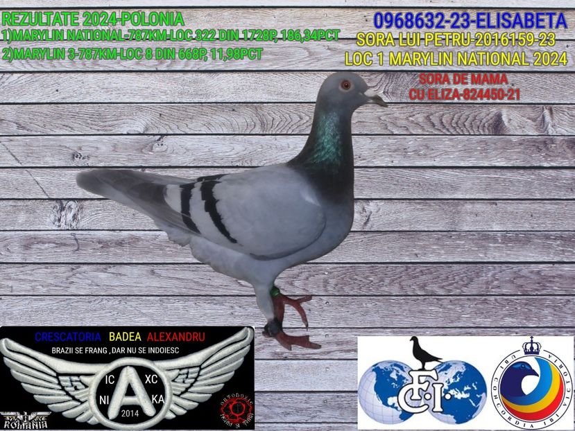 ELISABETA-0968632-23 - 2024-PORUMBEI REPREZENTATIVI