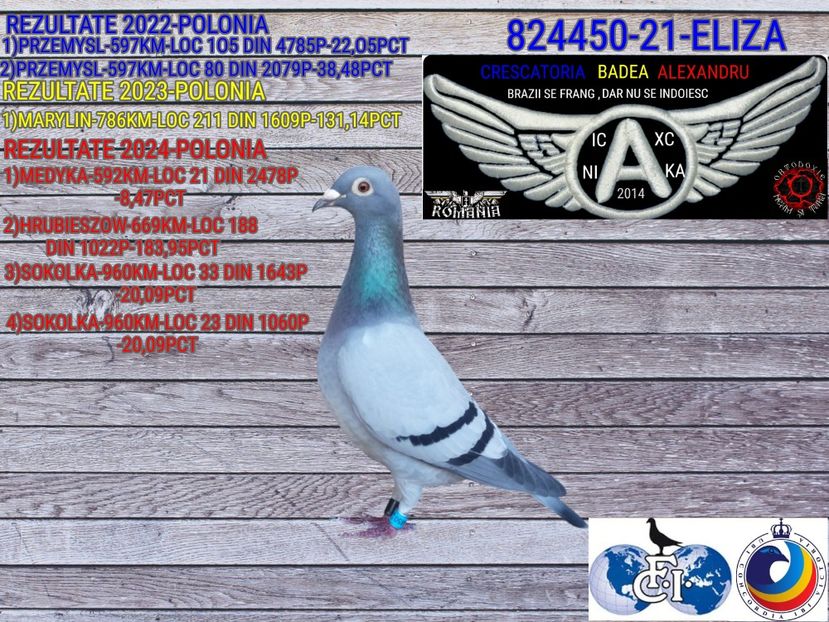 ELIZA-824450-21 - 2024-PORUMBEI REPREZENTATIVI