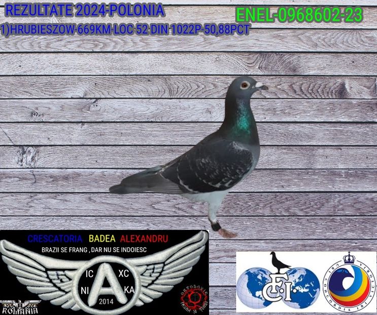 ENEL-0968602-23 - 2024-PORUMBEI REPREZENTATIVI