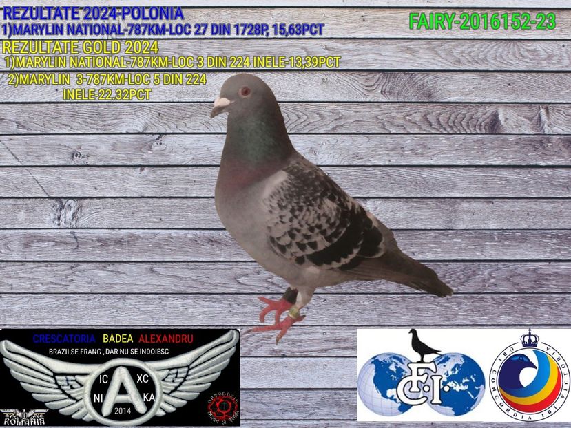 FAIRY-2016152-23 - 2024-PORUMBEI REPREZENTATIVI
