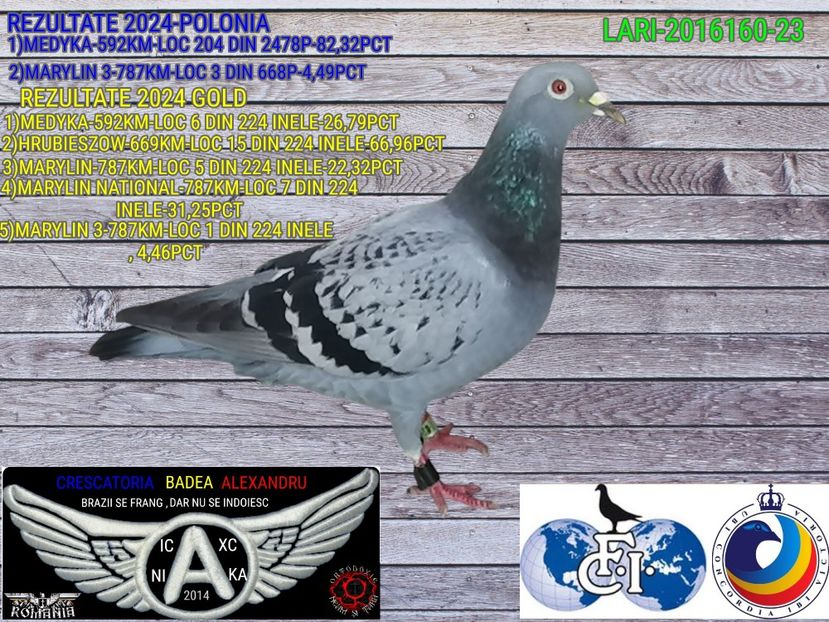 LARI-2016160-23 - 2024-PORUMBEI REPREZENTATIVI