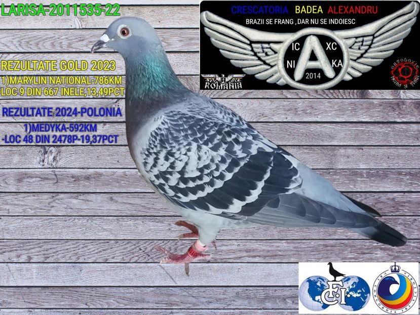 LARISA 2011535-22 - 2024-PORUMBEI REPREZENTATIVI