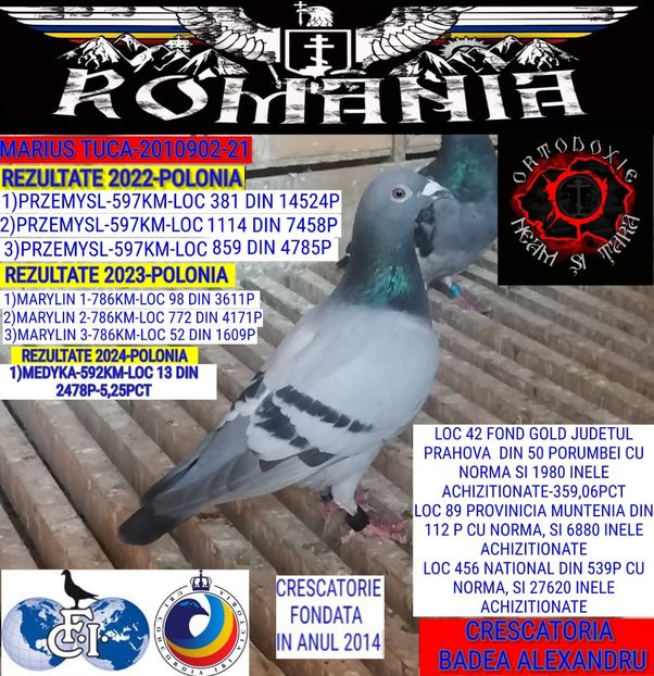 MARIUS TUCA-2010902-21 - 2024-PORUMBEI REPREZENTATIVI