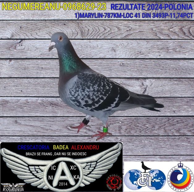 NEGUMEREANU-0968629-23 - 2024-PORUMBEI REPREZENTATIVI