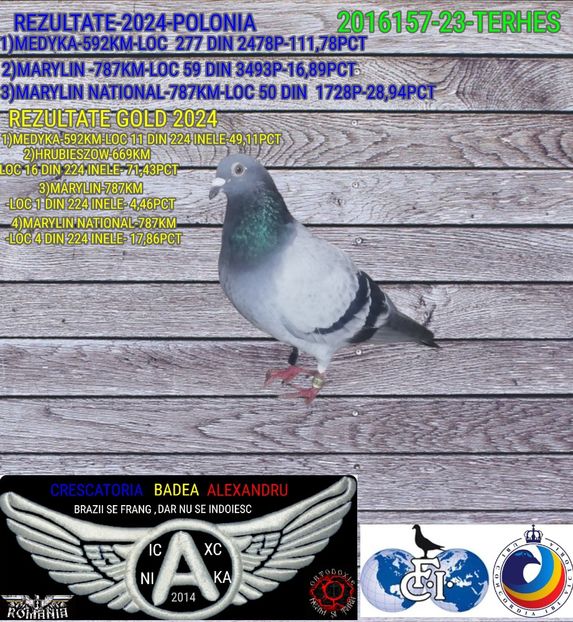 TERHES-2016157-23 - 2024-PORUMBEI REPREZENTATIVI