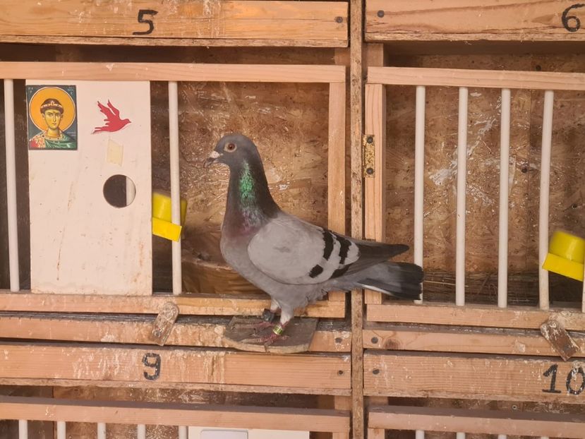 IMG-20240720-WA0030 - 2024-PORUMBEI REPREZENTATIVI