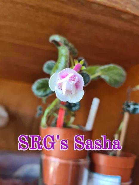 - SRG s Sasha