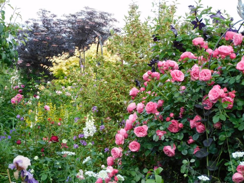  - 1-0 Favoritele gradinii mele