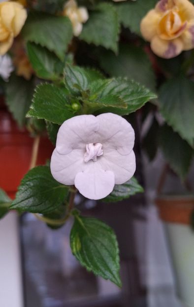 34. Double Picotte - 15 Achimenes 2024