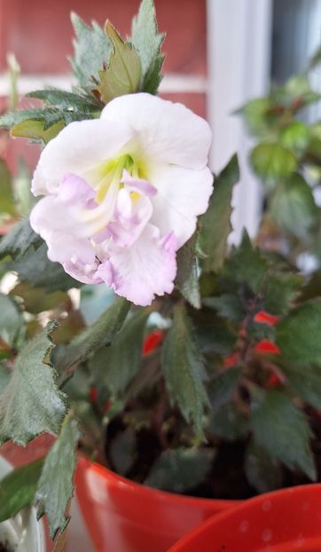 Oxigen - 15 Achimenes 2024