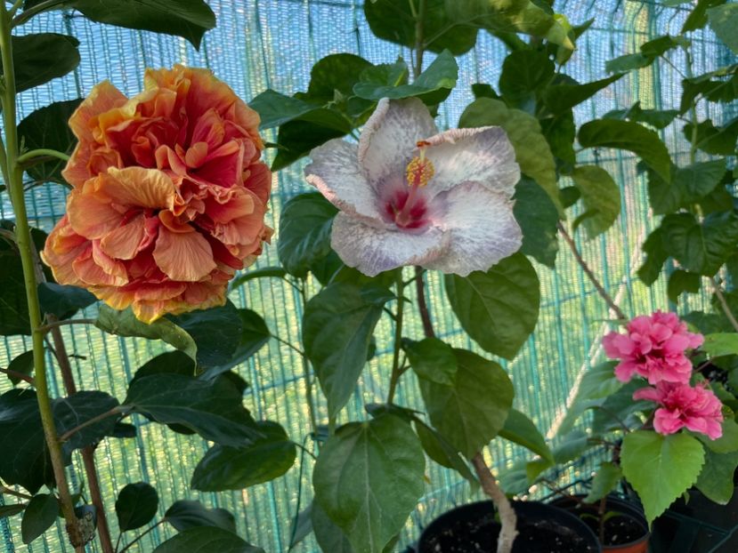  - 001 - Hibiscusi 2024 - 1