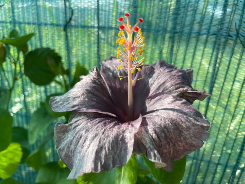  - 001 - Hibiscusi 2024 - 1