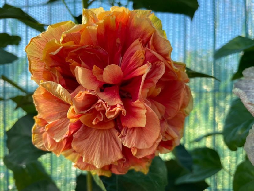  - 001 - Hibiscusi 2024 - 1