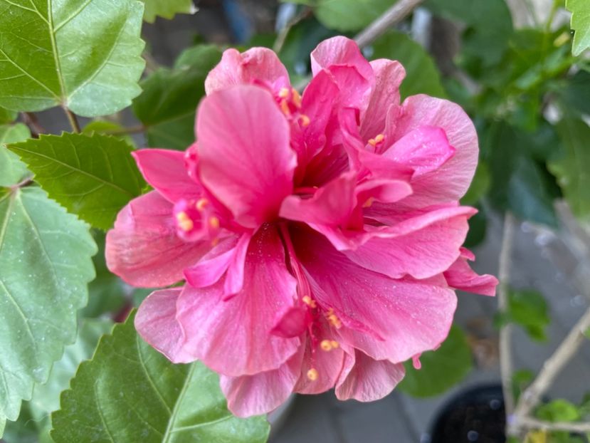  - 001 - Hibiscusi 2024 - 1