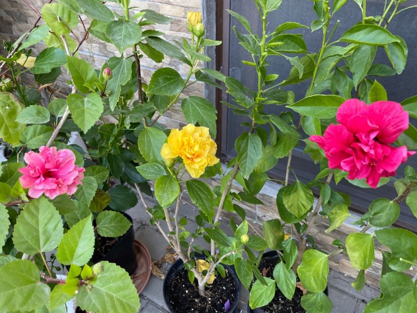  - 001 - Hibiscusi 2024 - 1