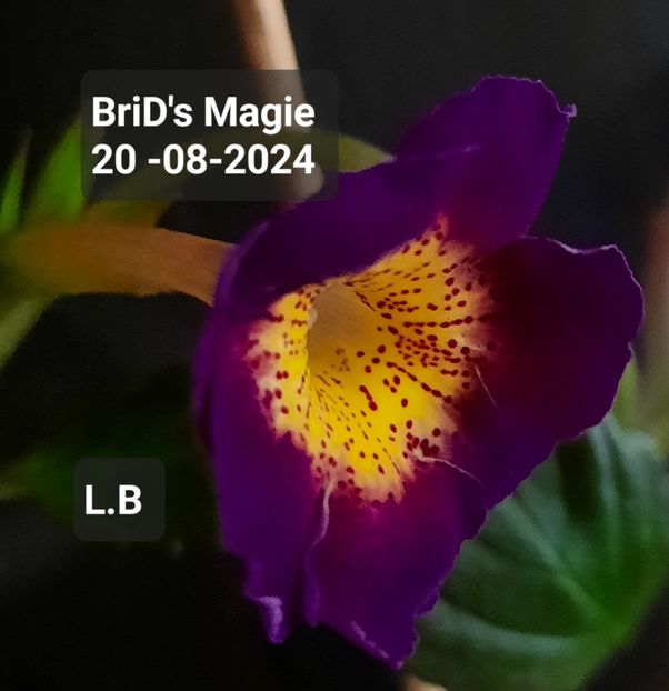  - ACHIMENES - 2024