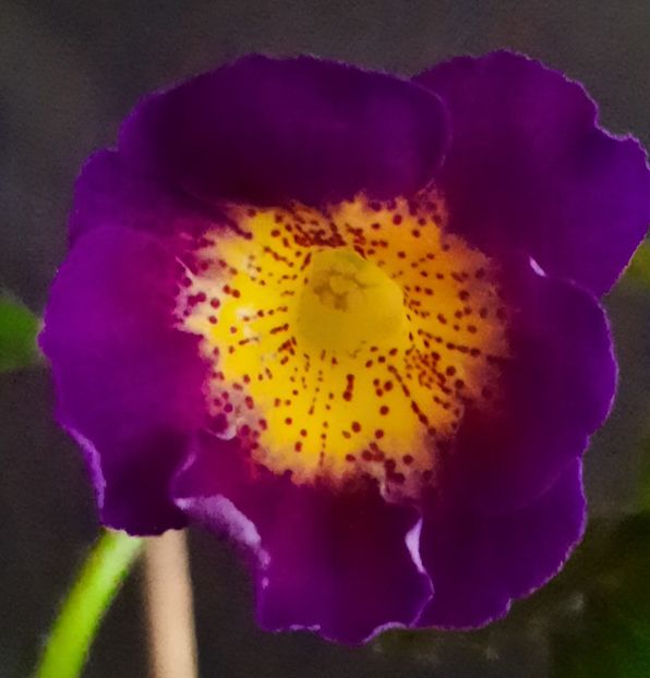 BriD's  Magie - ACHIMENES - 2024