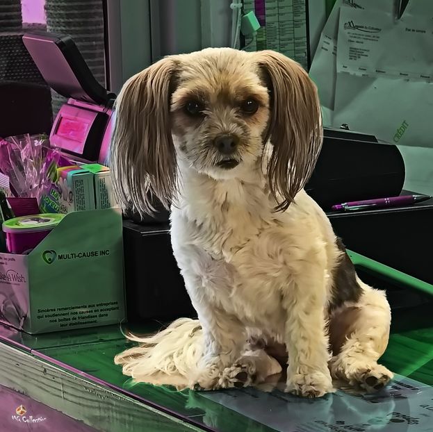 Doggie 4 - B - ANIMALS