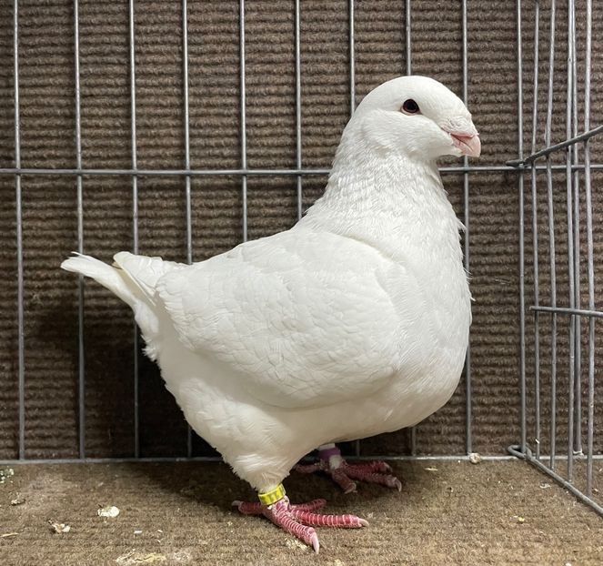  - Porumbei Vânduți