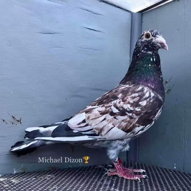  - Nu îmi aparțin 7