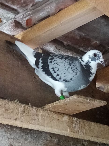 Femelă - 2023 - Arhiva-amintiri