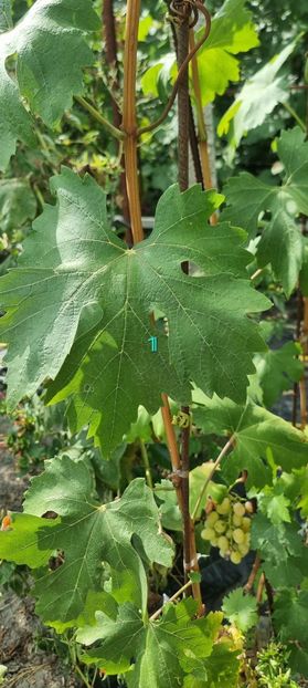  - Viță rand himbo top vest