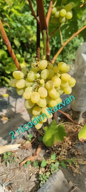  - Viță rand himbo top vest