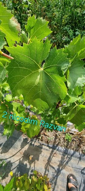  - Viță rand himbo top vest