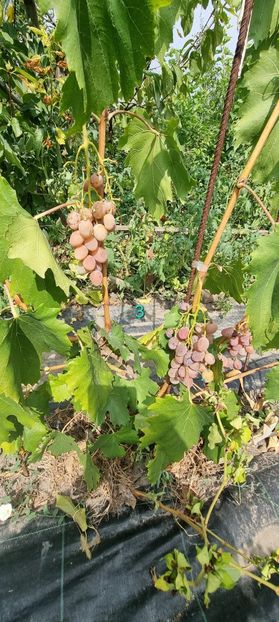  - Viță rand himbo top vest