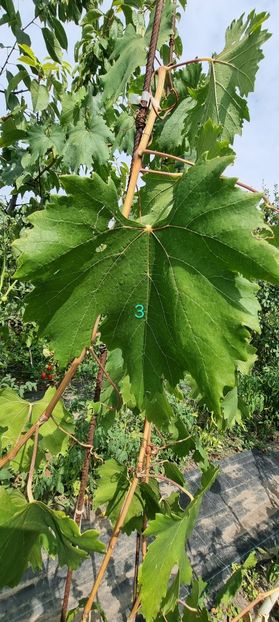  - Viță rand himbo top vest