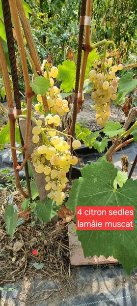  - Viță rand himbo top vest