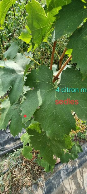  - Viță rand himbo top vest