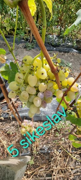  - Viță rand himbo top vest