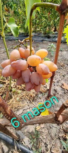  - Viță rand himbo top vest