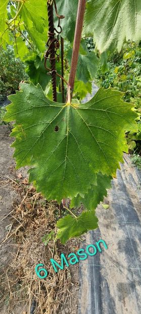  - Viță rand himbo top vest