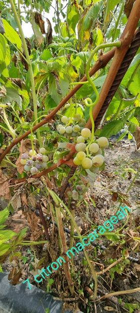  - Viță rand himbo top vest