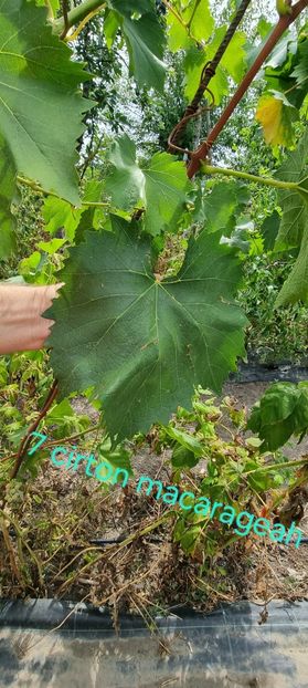  - Viță rand himbo top vest