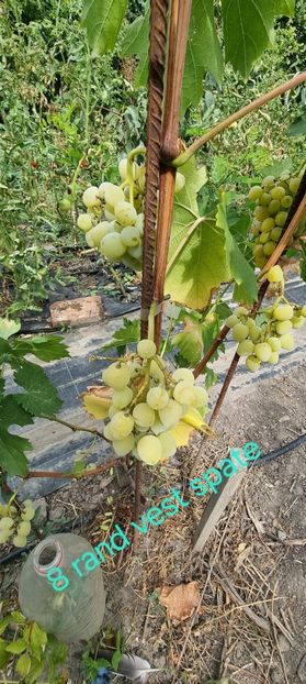  - Viță rand himbo top vest