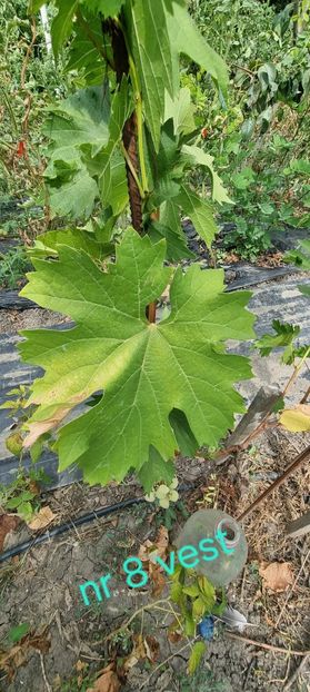  - Viță rand himbo top vest