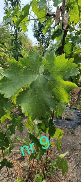  - Viță rand himbo top vest