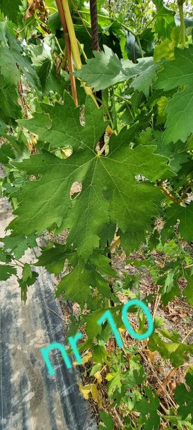  - Viță rand himbo top vest