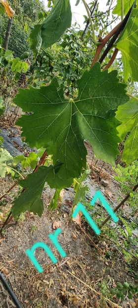  - Viță rand himbo top vest