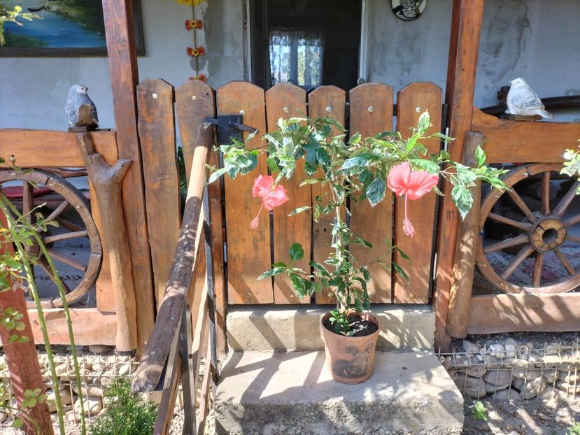 IMG20240821150232 - hibiscusi