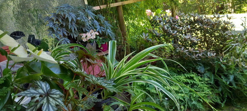 Verde crud in toate nuantele. - 2024 - 02 - Vara